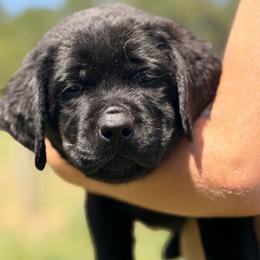 Red collar - Black male Labrador Retriever puppy in Anderson, South Carolina from Iris Aislings Labradors