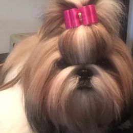 Shih Tzus from CaLee