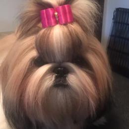 Shih Tzus from CaLee