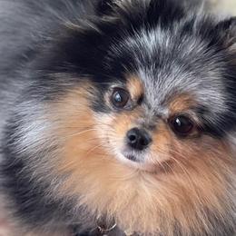 Pomeranians from Jayohh Poms