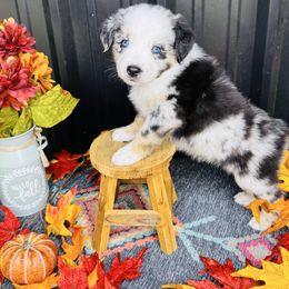 Mahomes - Blue merle male Australian Shepherd puppy in Texas from Legendary Canines