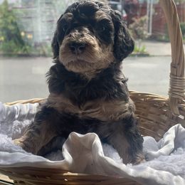 Aussiedoodle Puppies from Danie’s Doggie Den