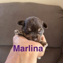 Marlina - Liver female Miniature Schnauzer puppy in La Mirada, California from SchnauzersRus
