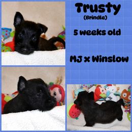 Australian Shepherd, Poodle, and Scottish Terrier Puppies from Not Of This World Aussies, Scottie’s, Poodles, & Doodles