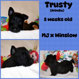 Australian Shepherd, Poodle, and Scottish Terrier Puppies from Not Of This World Aussies, Scottie’s, Poodles, & Doodles
