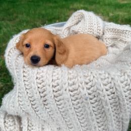 Bud - Red male Dachshund puppy in Crossville, Tennessee from Golden Mini Farm