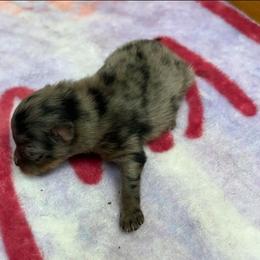 AKC Sprinkles - Blue merle female Pomeranian puppy in Byron, Georgia from Tracys Pom Palace