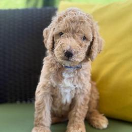 Orion - Cream male Goldendoodle puppy in Miami Dade County, Florida from Doodle Lovers