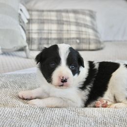 Border Collie Puppies from I&A Border Collies