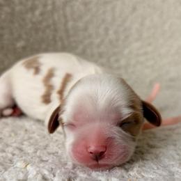 Sugar - Blenheim female Cavalier King Charles Spaniel puppy in Katy, Texas from True Heart Cavaliers LLC