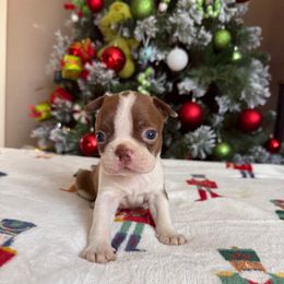 June - Red female Boston Terrier puppy in Kentucky from Graceful Paws