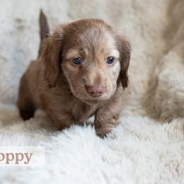 Poppy - Brindle female Dachshund puppy in Liberty Hill, Texas from CTX Doxies