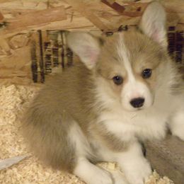Pembroke Welsh Corgi Puppies from Anlen Pembroke Welsh Corgis