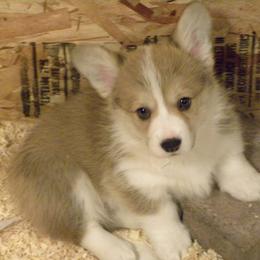 Pembroke Welsh Corgi Puppies from Anlen Pembroke Welsh Corgis