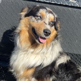 River - Australian Shepherd