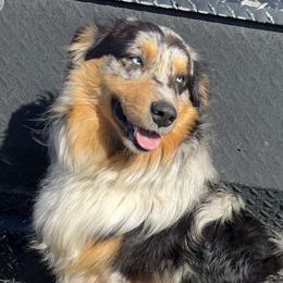River - Australian Shepherd