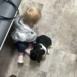 Basset Hound Puppies from Iron Sentry Farms