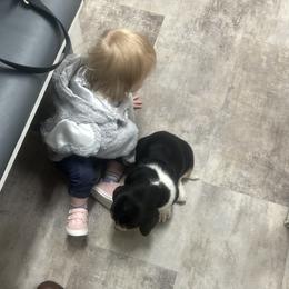Basset Hound Puppies from Iron Sentry Farms