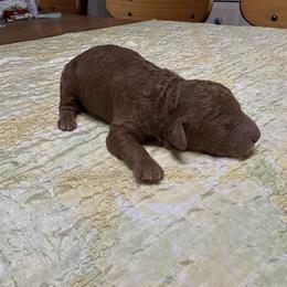 Ellis - Red male Cockapoo puppy in Sheridan, Missouri from Shepherdsfold’s Cockapoos