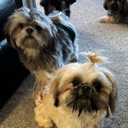 Shih Tzu puppies from Shih Tzus of Springboro LLC.