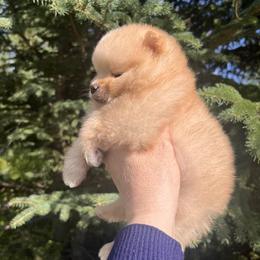 Boy 2 - Beaver male Pomeranian puppy in North Pole, Alaska from Lauras Poms