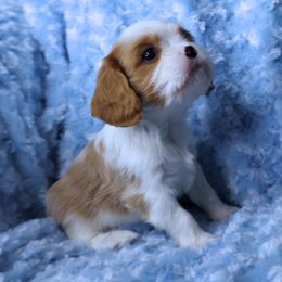 Boston Terrier, Cavalier King Charles Spaniel, French Bulldog, and Golden Retriever Puppies from Promise Land