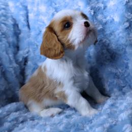 Boston Terrier, Cavalier King Charles Spaniel, French Bulldog, and Golden Retriever Puppies from Promise Land