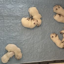 West Highland White Terrier Puppies from Westend Westies