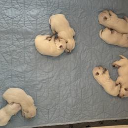 West Highland White Terrier Puppies from Westend Westies