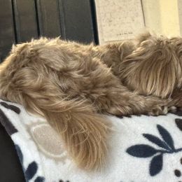 Shih Tzus from Donna rooks