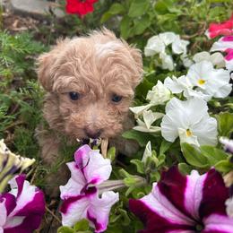 Jane - Cream female Poodle puppy in Manassa, Colorado from Cami’s Colorado Cuties