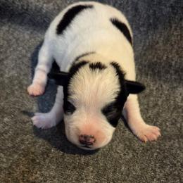 Marshall - Parti male Miniature Schnauzer puppy in Elgin, Iowa from Firefly Stables