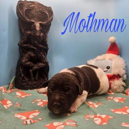 Mothman - White and black male Rat Terrier puppy in Lynn, Alabama from Cryptic Rat Terriers