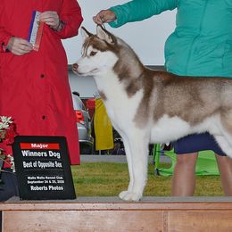 Siberian Huskies from StormStruck Siberians