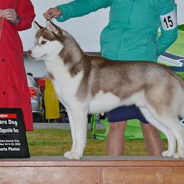 Siberian Huskies from StormStruck Siberians