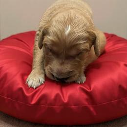 Raisin (Boy 3) - Dark golden male Golden Retriever puppy in Wendell, Minnesota from Floden Farm Golden Retrievers