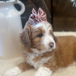 Aussiedoodles from Gall’s Doodle Ranch