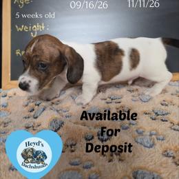 Batty Koda - Brindle male Dachshund puppy in Hoquiam, Washington from Heyd's Mini Dachshunds