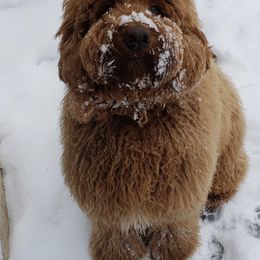 Australian Labradoodle All Grown Up from Shedless in Seattle Labradoodles
