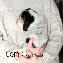 Corn - Black white and tan male Basset Hound puppy in Jefferson City, Missouri from Triple Hill Farm
