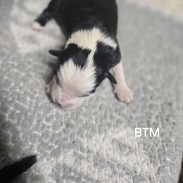 Boy 2 - Black tri male Miniature Australian Shepherd puppy in Bend, Oregon from Badlands Toy and Mini Aussies