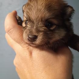 Grey collar boy - Orange sable male Pomeranian puppy in Parthenon, Arkansas from Michelle's Poms