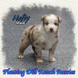 Hefty - Red merle male Miniature Australian Shepherd puppy in Forestburg, Texas from Flaming Dill Ranch Aussies
