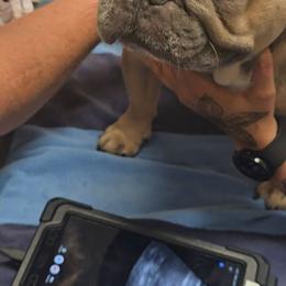 French Bulldog puppies from Maramour Frenchies LLC