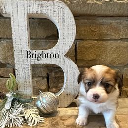 Brighton - Red female Pembroke Welsh Corgi puppy in Cashion, Oklahoma from Shabby Chic Corgis