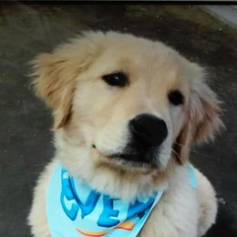 Golden Retriever Puppies from OPK GOLDENS