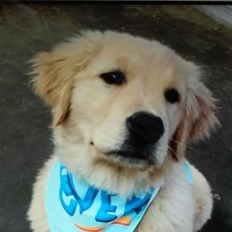 Golden Retriever Puppies from OPK GOLDENS