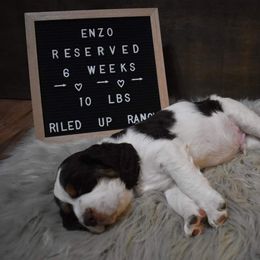 English Springer Spaniel Puppies from Riled Up Ranch Springer Spaniel Puppies