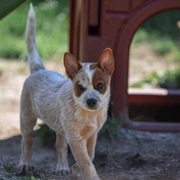 Boy 1 - Australian Cattle Dog puppy in Pennsylvania from Sooner or Later ACDs