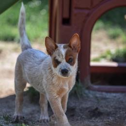 Boy 1 - Australian Cattle Dog puppy in Pennsylvania from Sooner or Later ACDs